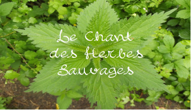 le_chant_des_herbes_sauvages