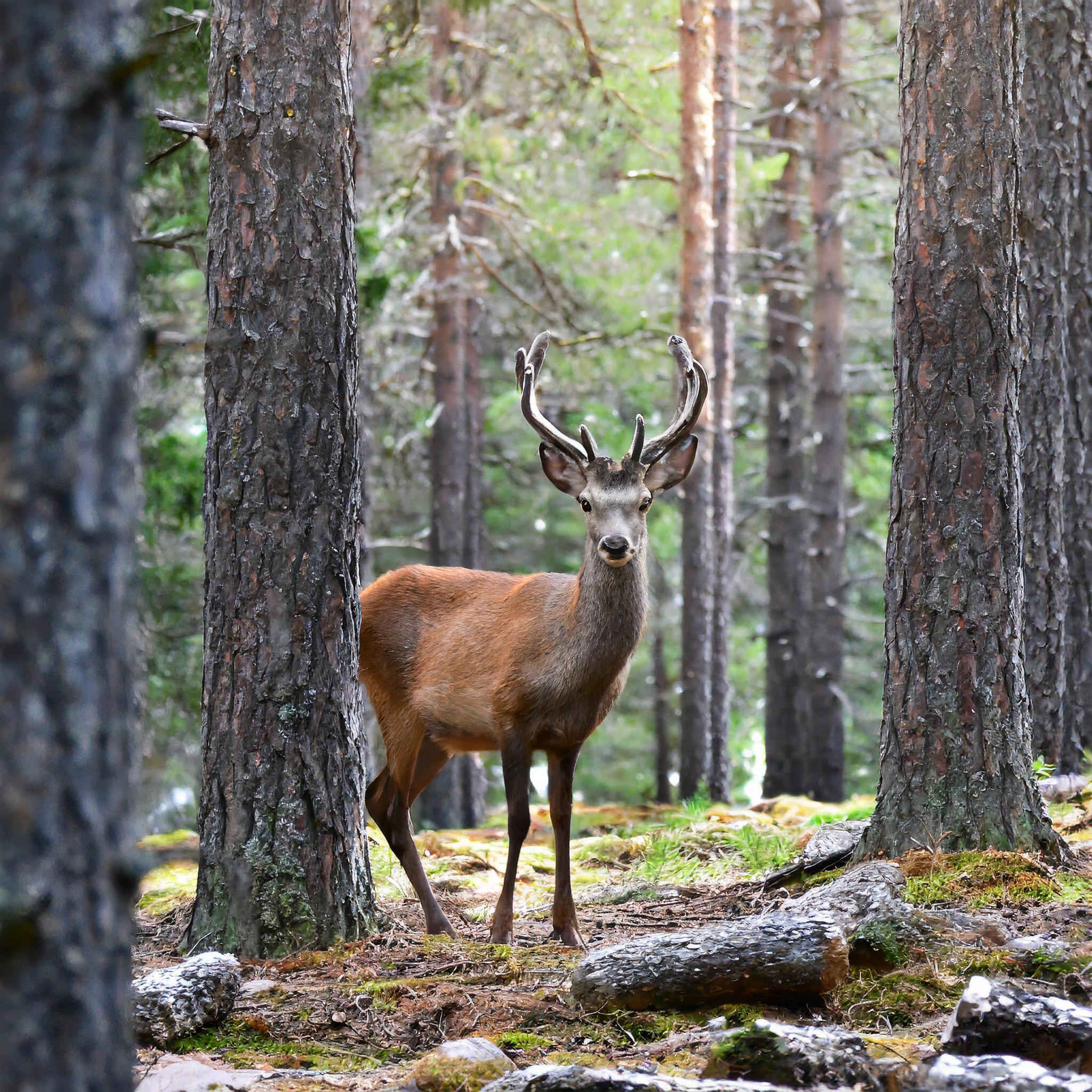 Firefly-un-cerf-dans-la-foret-de-pins-88854