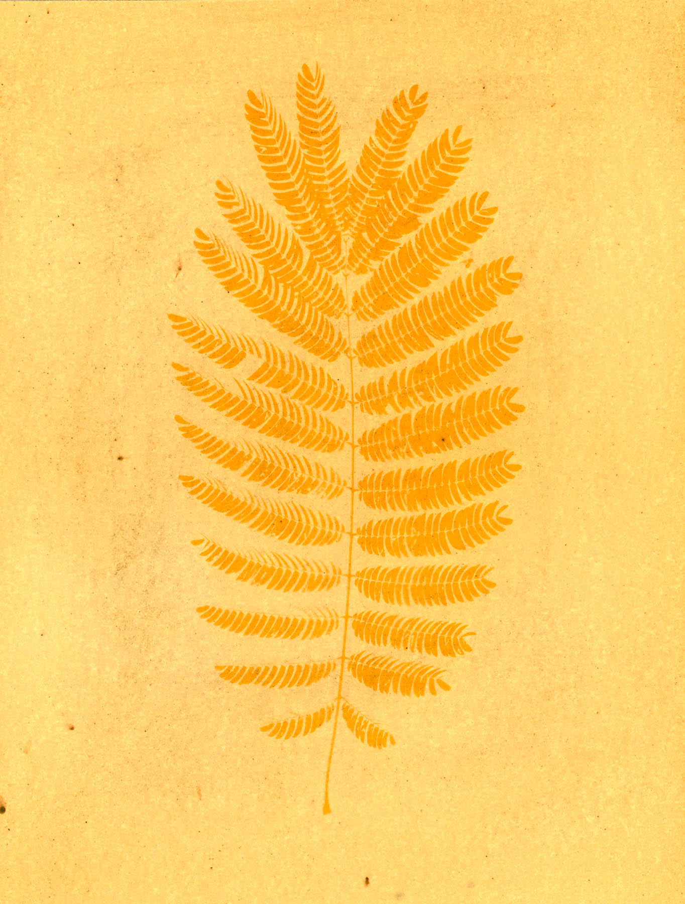 anthotype