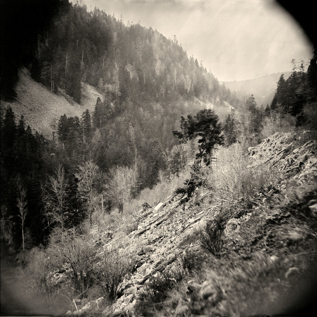 collodion