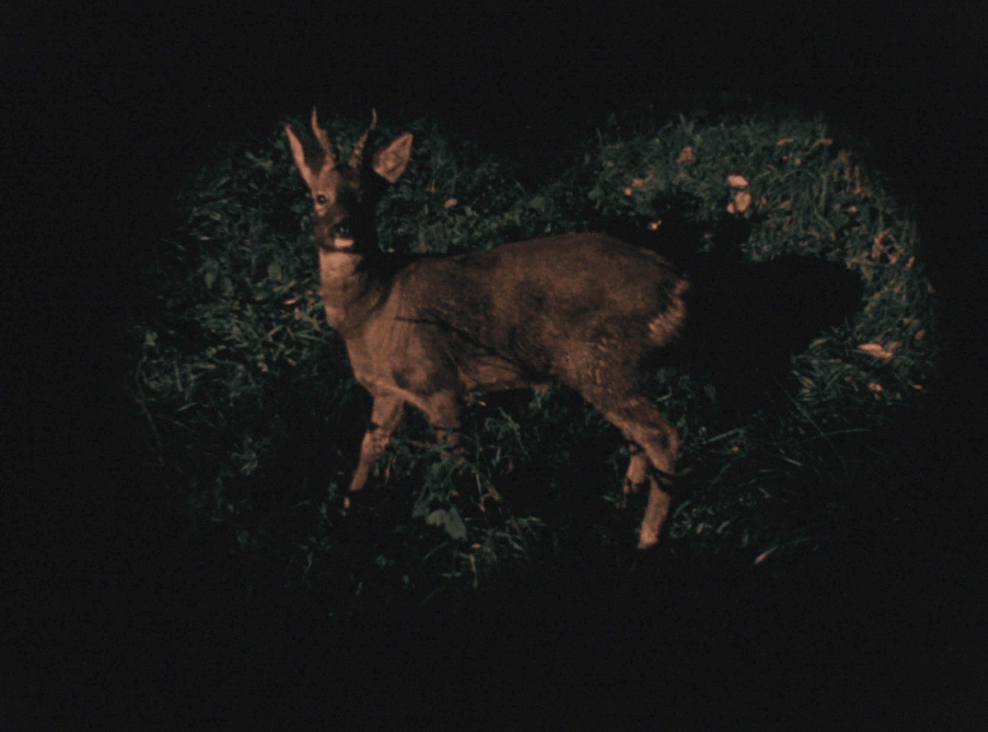 Schmidt_0156FS0061_1